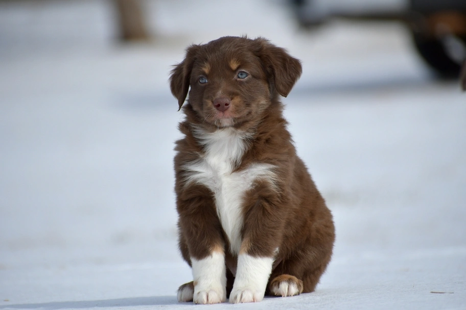 Toy Australian Shepherd Dogs Breed - Information, Temperament, Size & Price | Lancaster Puppies