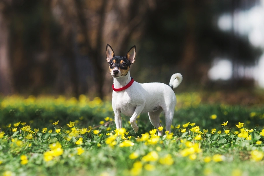Toy Fox Terrier Dogs Breed - Information, Temperament, Size & Price | Lancaster Puppies