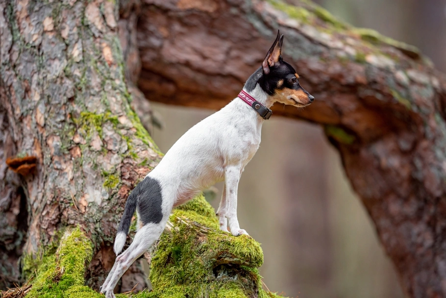 Toy Fox Terrier Dogs Breed - Information, Temperament, Size & Price | Lancaster Puppies