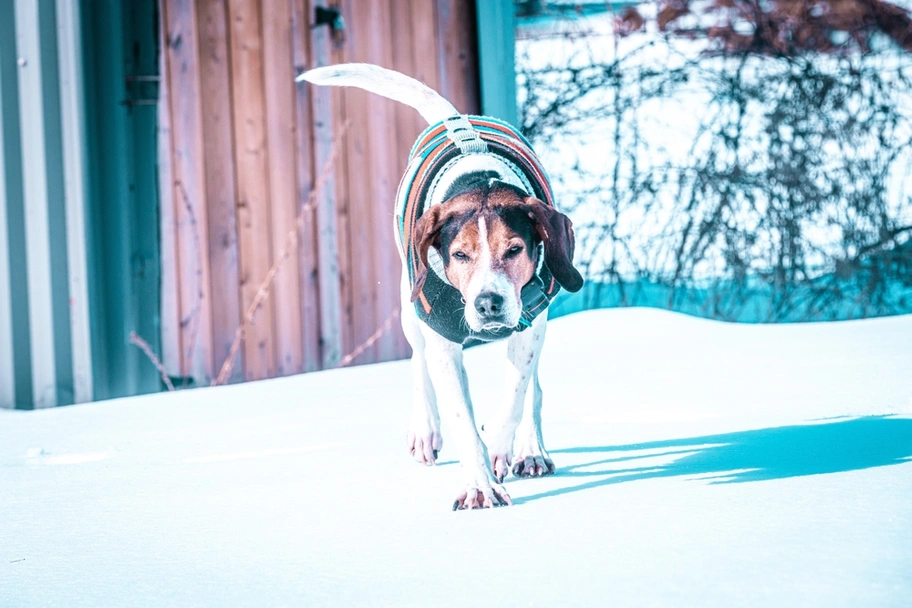 Treeing Walker Coonhound Dogs Breed - Information, Temperament, Size & Price | Lancaster Puppies