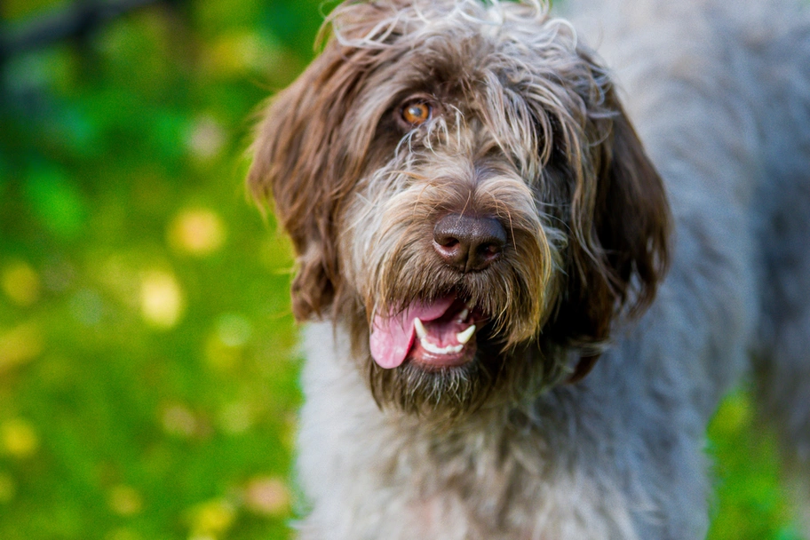 Griffone a Pelo Duro Dogs Razza - Prezzo, Temperamento & Foto | AnnunciAnimali