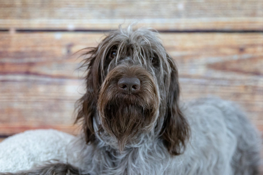 Griffone a Pelo Duro Dogs Razza - Prezzo, Temperamento & Foto | AnnunciAnimali