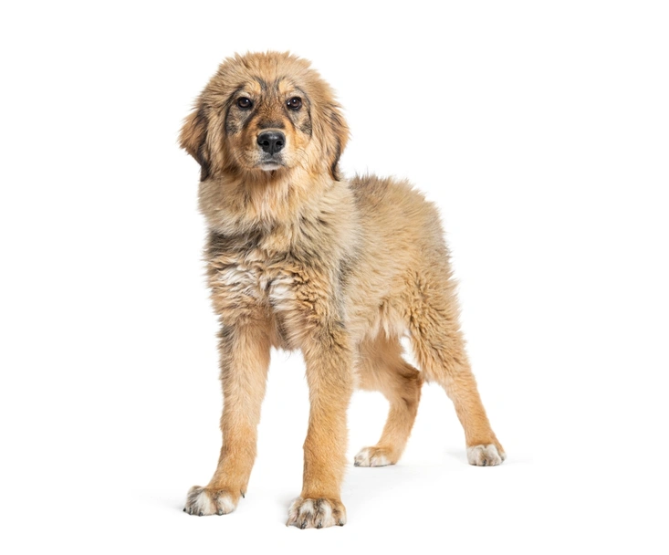 Pastore della Sila Dogs Razza - Prezzo, Temperamento & Foto | AnnunciAnimali