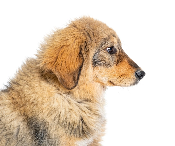 Pastore della Sila Dogs Razza - Prezzo, Temperamento & Foto | AnnunciAnimali
