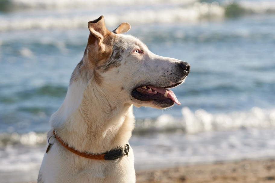 Pastore di Oropa Dogs Razza - Prezzo, Temperamento & Foto | AnnunciAnimali