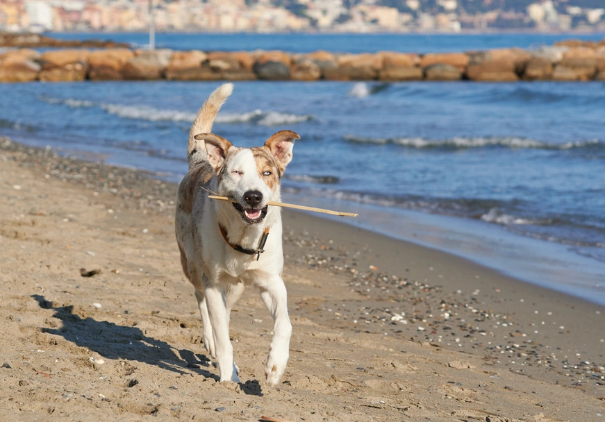 Pastore di Oropa Dogs Razza - Prezzo, Temperamento & Foto | AnnunciAnimali