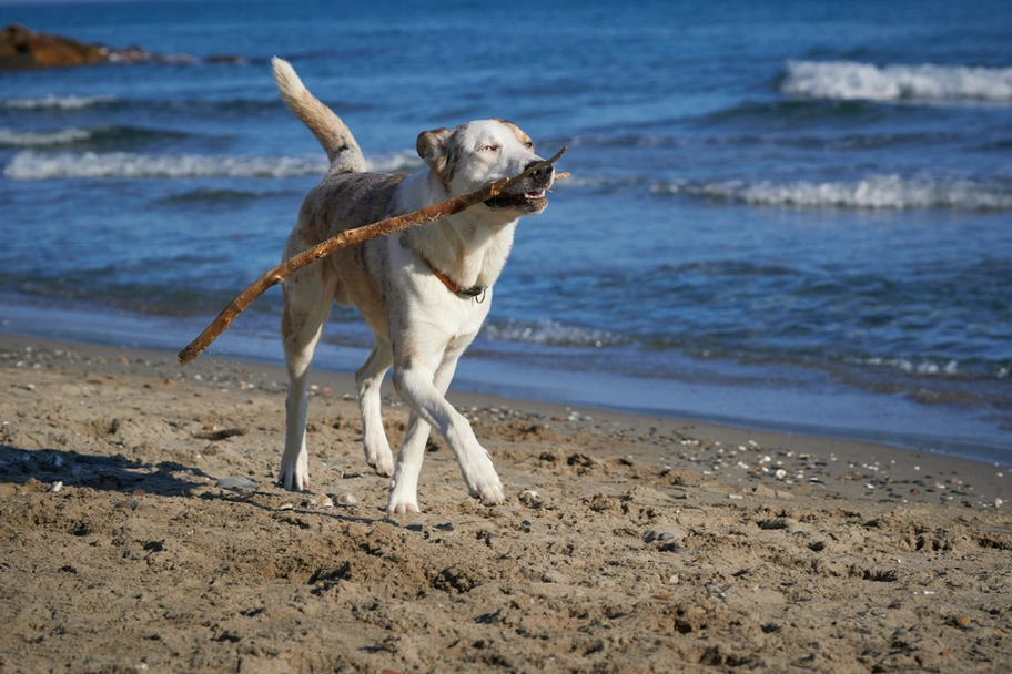 Pastore di Oropa Dogs Razza - Prezzo, Temperamento & Foto | AnnunciAnimali