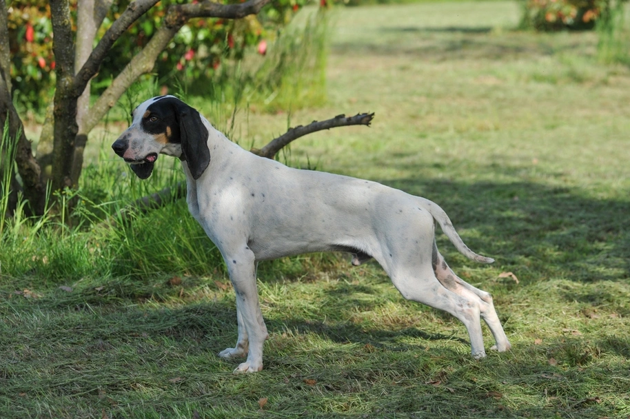 Ariégeois Dogs Razza - Prezzo, Temperamento & Foto | AnnunciAnimali