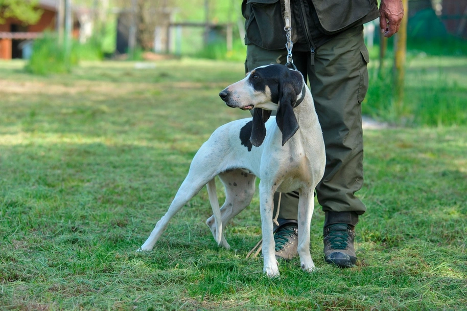 Ariégeois Dogs Razza - Prezzo, Temperamento & Foto | AnnunciAnimali