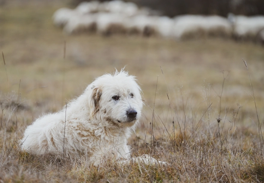 Ciobanesc Mioritic Dogs Razza - Prezzo, Temperamento & Foto | AnnunciAnimali