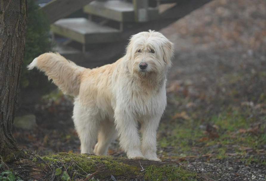 Ciobanesc Mioritic Dogs Razza - Prezzo, Temperamento & Foto | AnnunciAnimali