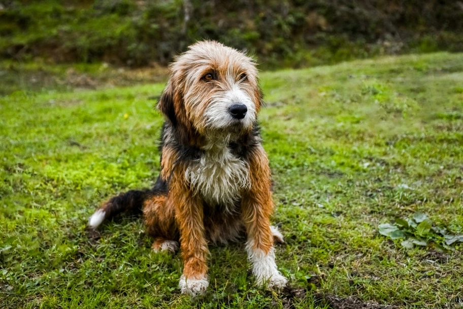 Griffon Nivernais Dogs Razza - Prezzo, Temperamento & Foto | AnnunciAnimali