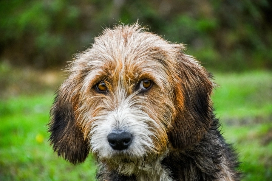Griffon Nivernais Dogs Razza - Prezzo, Temperamento & Foto | AnnunciAnimali