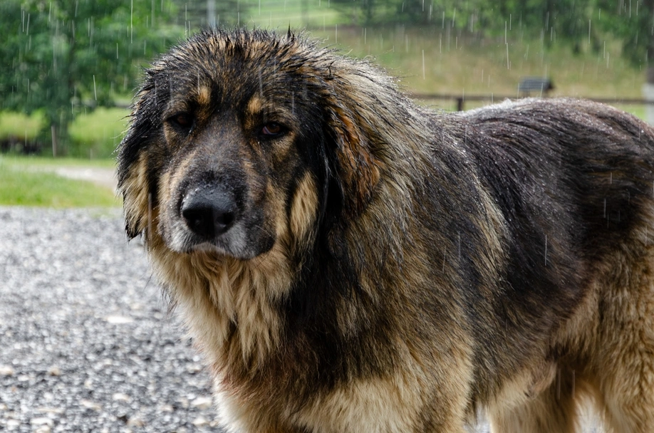 Pastore dei Carpazi Dogs Razza - Prezzo, Temperamento & Foto | AnnunciAnimali