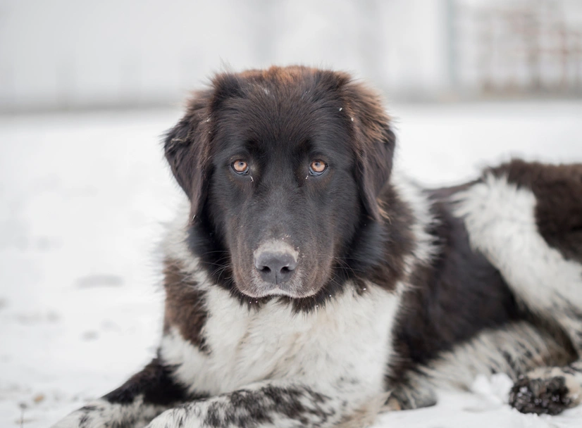 Pastore dei Carpazi Dogs Razza - Prezzo, Temperamento & Foto | AnnunciAnimali