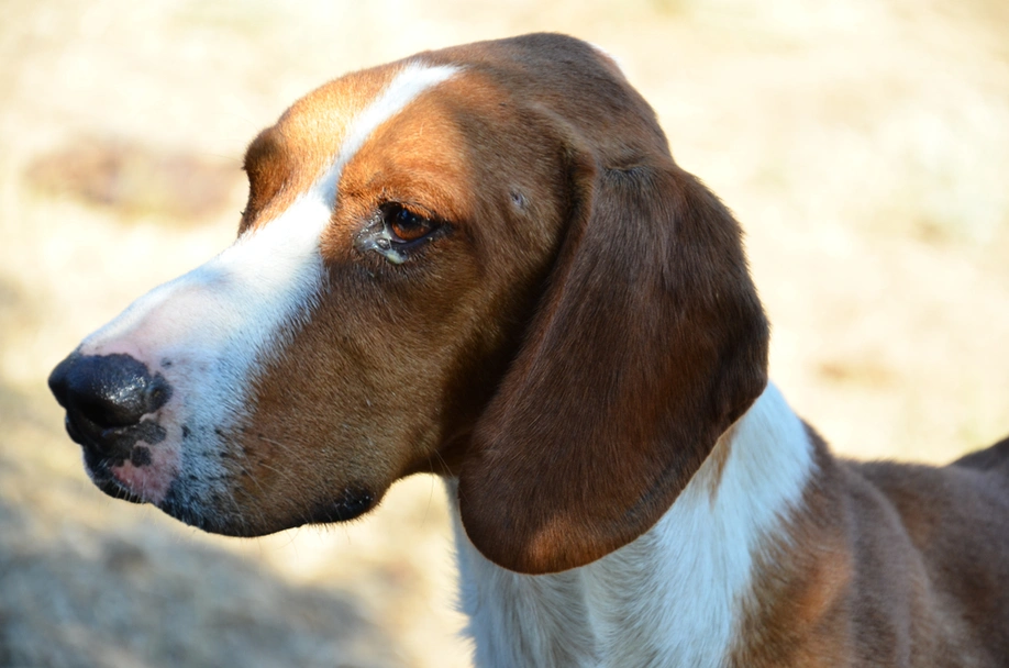 Segugio Posavatz Dogs Razza - Prezzo, Temperamento & Foto | AnnunciAnimali