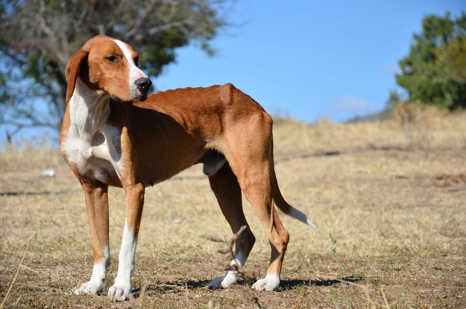 Segugio Posavatz Dogs Razza - Prezzo, Temperamento & Foto | AnnunciAnimali