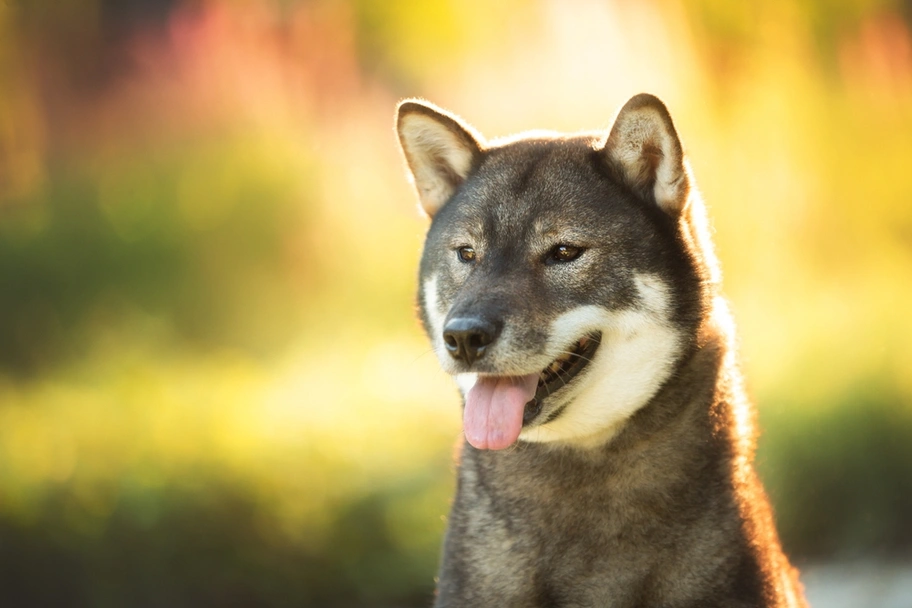 Shikoku Dogs Razza - Prezzo, Temperamento & Foto | AnnunciAnimali