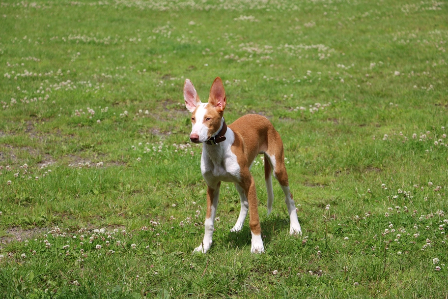Podenco Andaluz Dogs Raza - Características, Fotos & Precio | MundoAnimalia