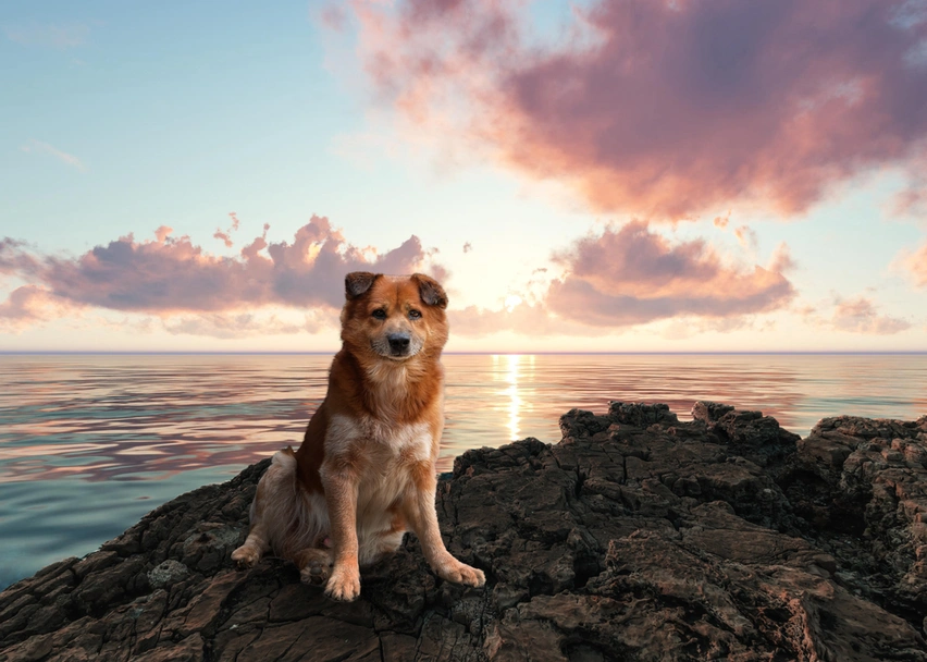 Thai Bangkaew Dog Dogs Ras: Karakter, Levensduur & Prijs | Puppyplaats