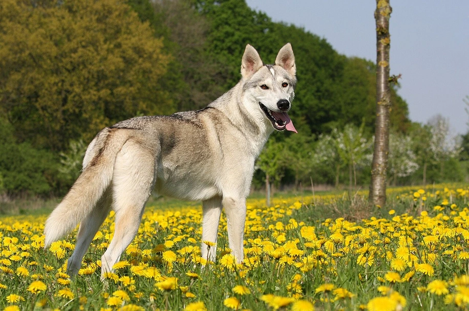 Tamaskan Dogs Breed - Information, Temperament, Size & Price | Pets4Homes