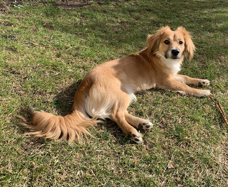 Kokoni Dogs Breed - Information, Temperament, Size & Price | Pets4Homes