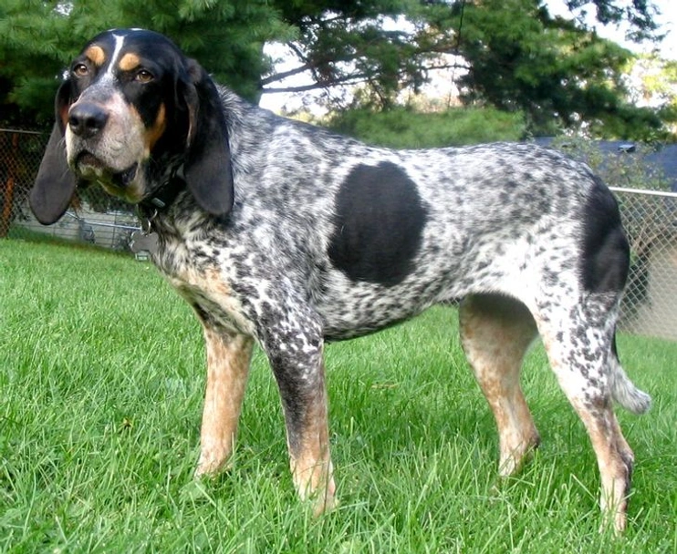 Bluetick Coonhound Dogs Breed - Information, Temperament, Size & Price | Lancaster Puppies