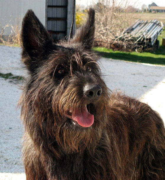 Berger Picard Dogs Breed - Information, Temperament, Size & Price | Lancaster Puppies