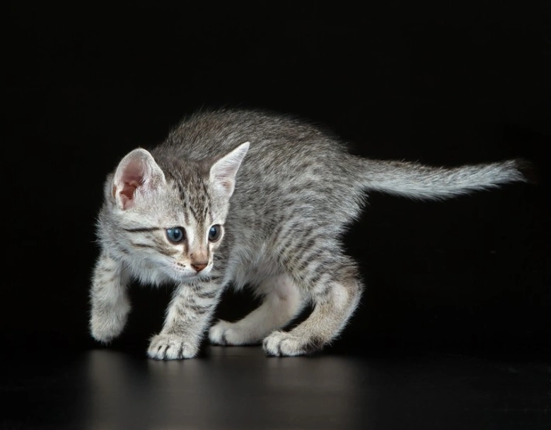 Mau Egipcio Cats Raza - Características, Fotos & Precio | MundoAnimalia