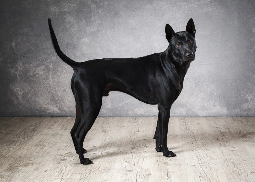 Thai Ridgeback Dogs Ras: Karakter, Levensduur & Prijs | Puppyplaats