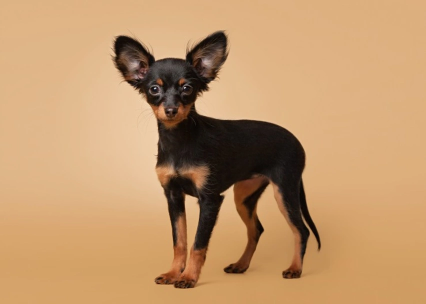 Russian Toy Terrier Dogs Breed - Information, Temperament, Size & Price | Lancaster Puppies