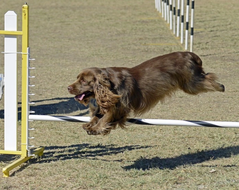 Sussex Spaniel Dogs Ras: Karakter, Levensduur & Prijs | Puppyplaats