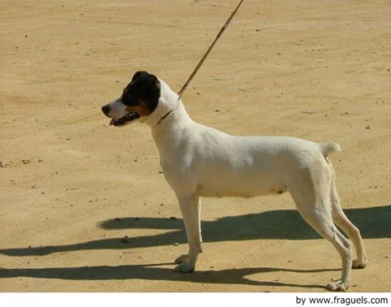 Ratonero Bodeguero Andaluz Dogs Raza - Características, Fotos & Precio | MundoAnimalia