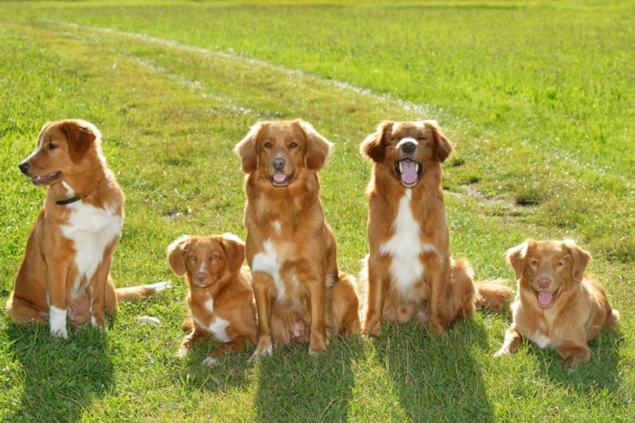 Nova Scotia Duck Tolling Retriever Dogs Breed - Information, Temperament, Size & Price | Lancaster Puppies