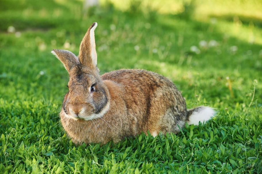 Flemish Rabbits Breed - Information, Temperament, Size & Price | Pets4Homes