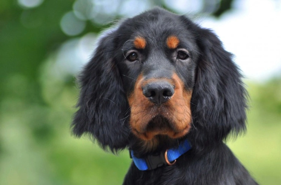 Gordon Setter Dogs Breed - Information, Temperament, Size & Price | Lancaster Puppies