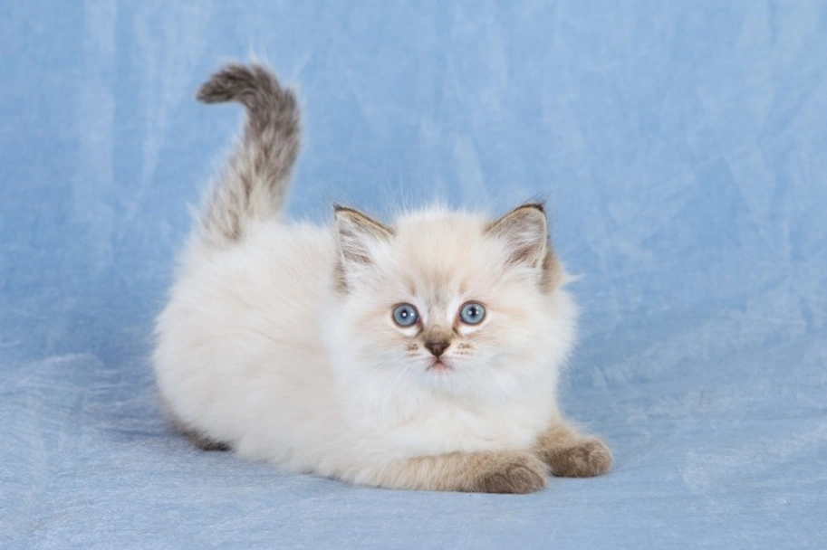 Ragdoll Cats Razza - Prezzo, Temperamento & Foto | AnnunciAnimali