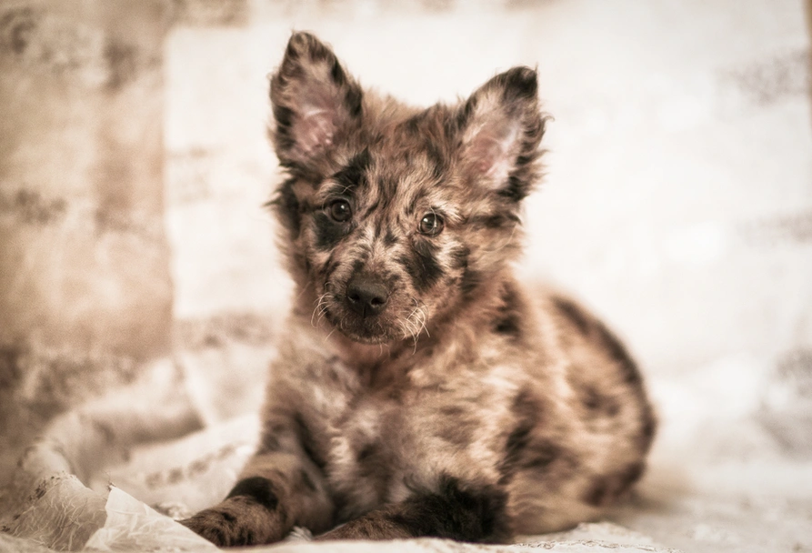 Mudi Dogs Raza - Características, Fotos & Precio | MundoAnimalia