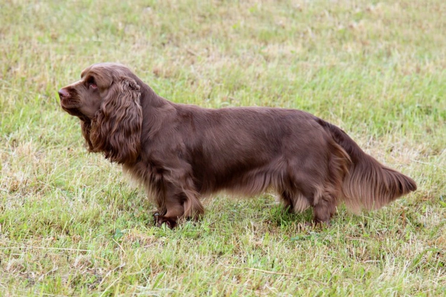 Sussex Spaniel Dogs Ras: Karakter, Levensduur & Prijs | Puppyplaats
