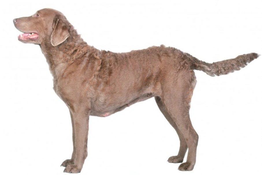 Chesapeake Bay Retriever Dogs Breed - Information, Temperament, Size & Price | Lancaster Puppies
