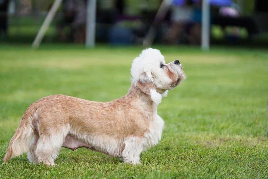 Dandie Dinmont Terriër Dogs Ras: Karakter, Levensduur & Prijs | Puppyplaats