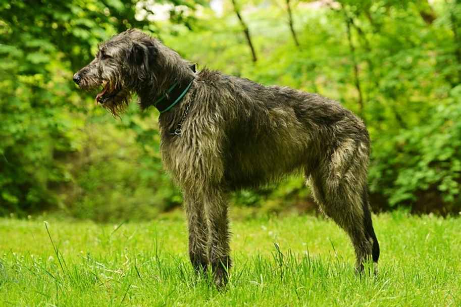 Irish Wolfhound Dogs Breed - Information, Temperament, Size & Price | Pets4Homes