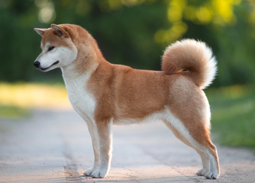Japanese Shiba Inu Dogs Breed - Information, Temperament, Size & Price | Pets4Homes