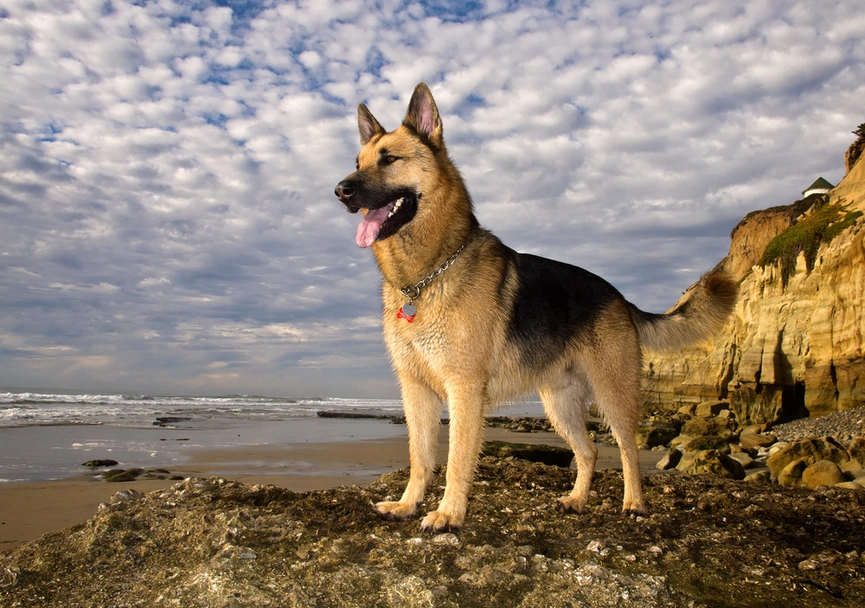 German Shepherd Dogs Breed - Information, Temperament, Size & Price | Pets4Homes