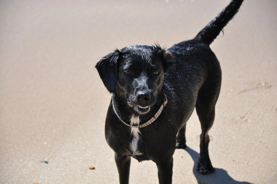 Springador Dogs Ras: Karakter, Levensduur & Prijs | Puppyplaats