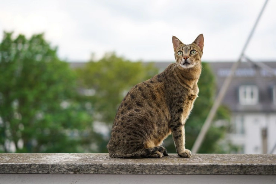 Savannah Cats Razza - Prezzo, Temperamento & Foto | AnnunciAnimali