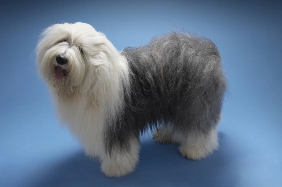 Old English Sheepdog Dogs Breed - Information, Temperament, Size & Price | Pets4Homes