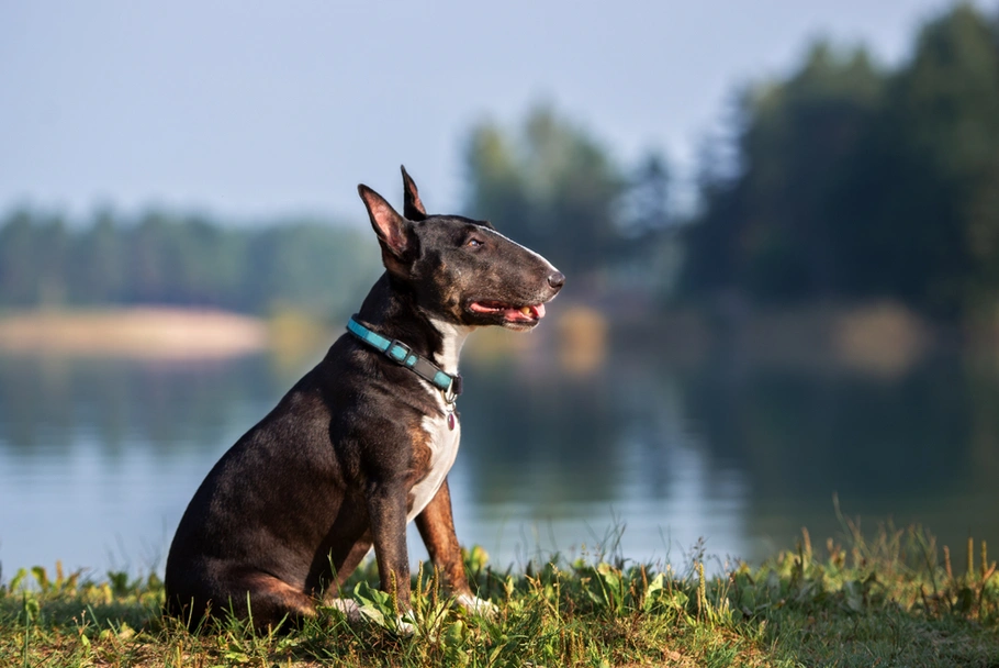 Bull Terrier Miniatura Dogs Razza - Prezzo, Temperamento & Foto | AnnunciAnimali