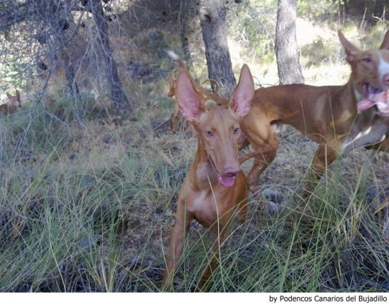Podenco Canario Dogs Raza - Características, Fotos & Precio | MundoAnimalia