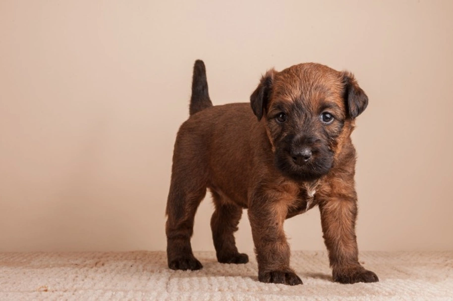 Irish Terrier Dogs Breed - Information, Temperament, Size & Price | Lancaster Puppies